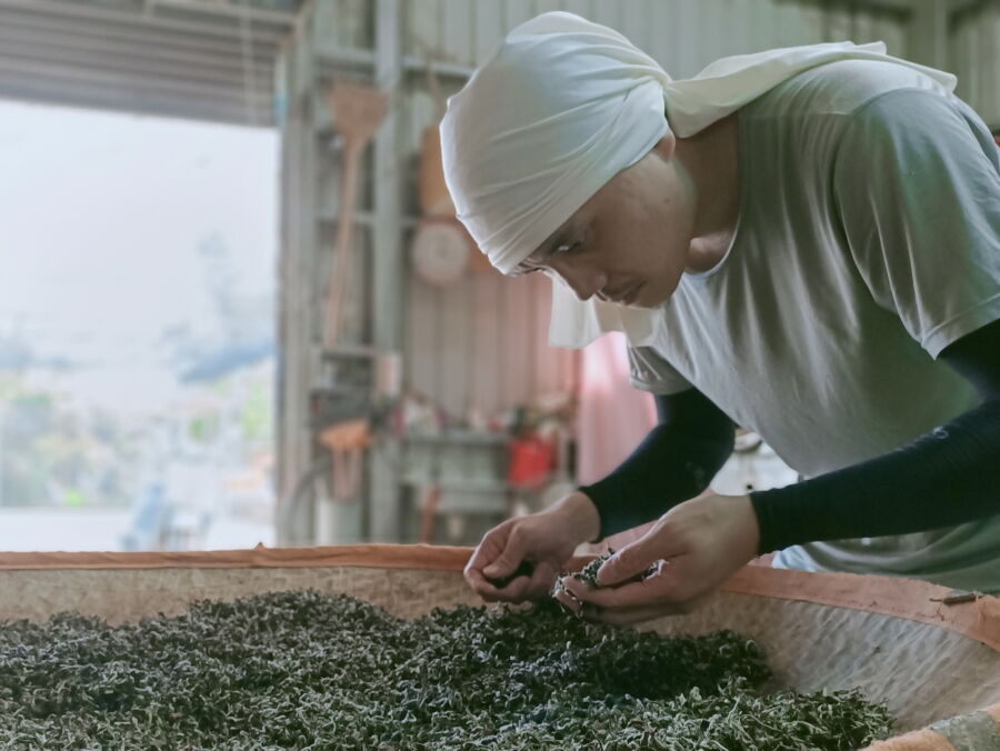 圖/製茶師張家齊認真對待每一葉茶芽.。(張家齊提供)
