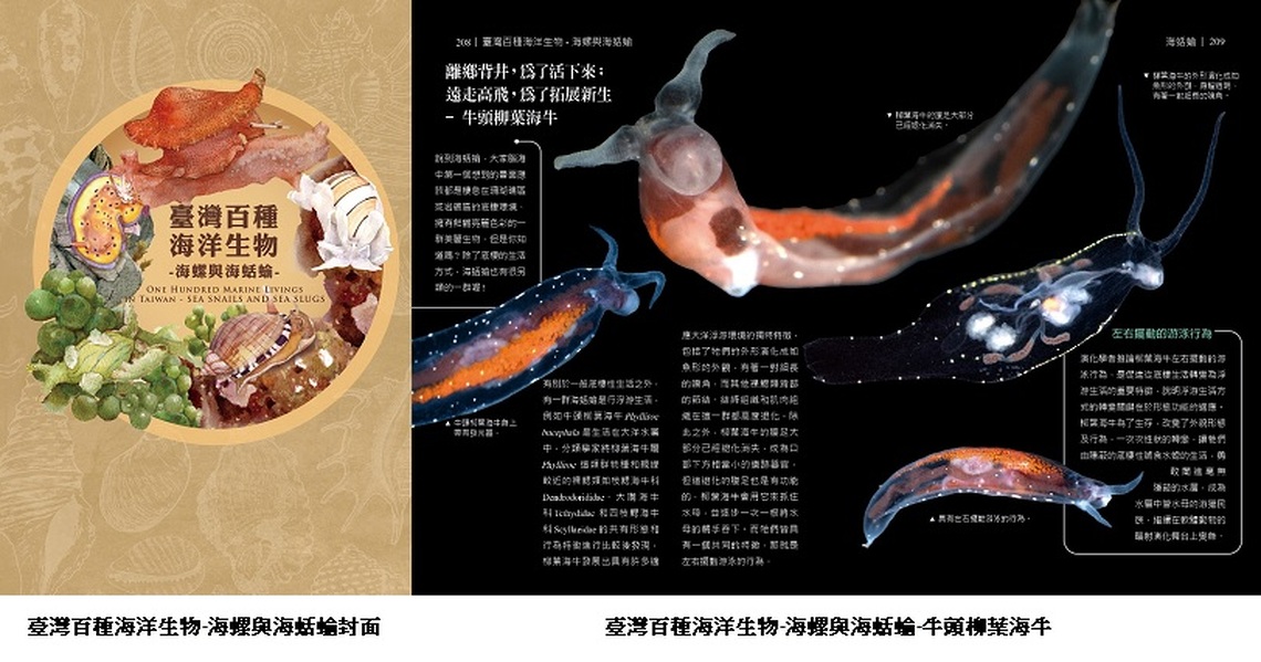 海洋揭秘 「臺灣百種海洋生物-海螺與海蛞蝓」圖鑑繽紛登場