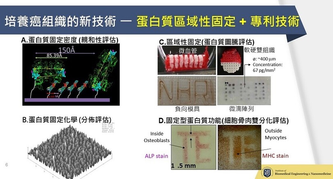 國衛院研發新穎體外三維癌細胞培養技術 「癌組織工廠」有助實現個人化癌症治療