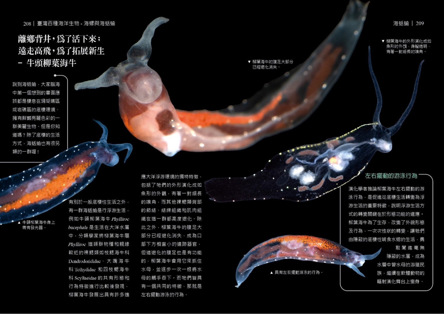 《臺灣百種海洋生物-海螺與海蛞蝓》圖鑑 揭海洋神秘面紗