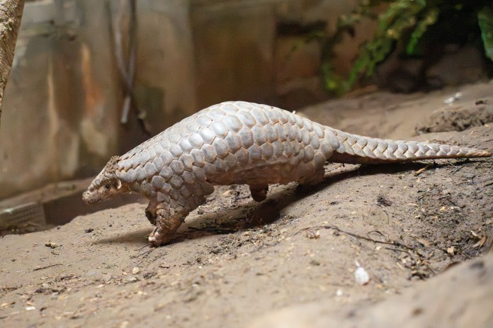 喜迎2穿山甲寶寶誕生 動物園邀你參與命名投票 70 7948 0