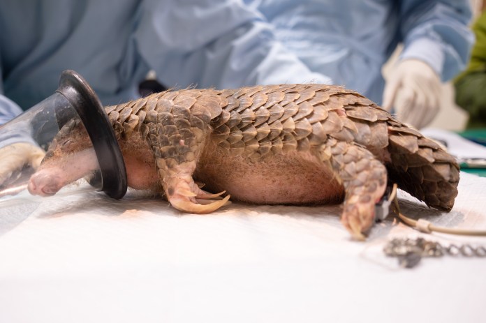 喜迎2穿山甲寶寶誕生 動物園邀你參與命名投票 71 7945 0