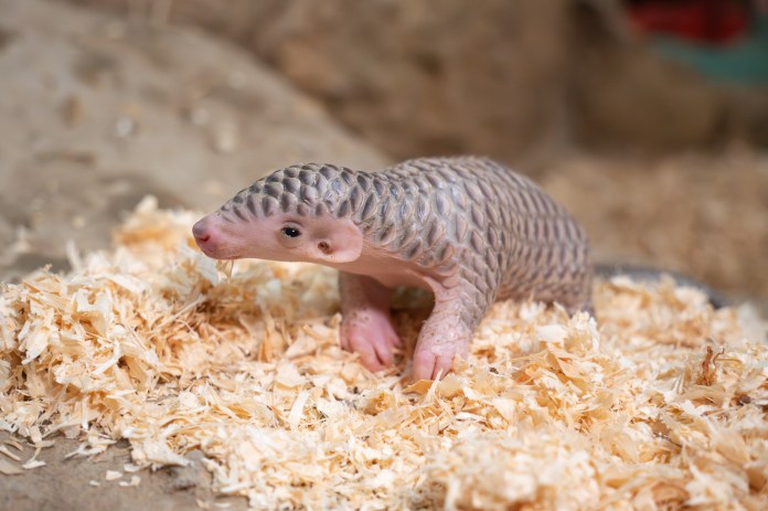 喜迎2穿山甲寶寶誕生 動物園邀你參與命名投票 72 7950 0