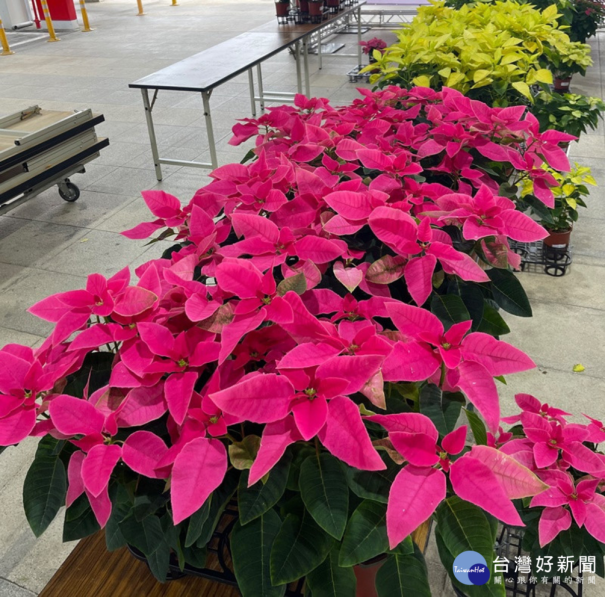聖誕紅新品種「愛神」。林重鎣