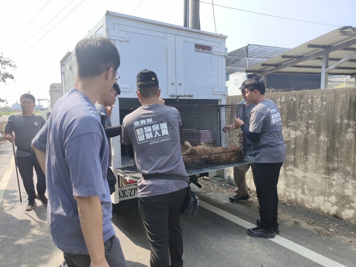 ▲民眾餵養犬隻問題引發公共安全隱憂，嘉畜所將依法嚴正處理。（圖/嘉畜所提供）