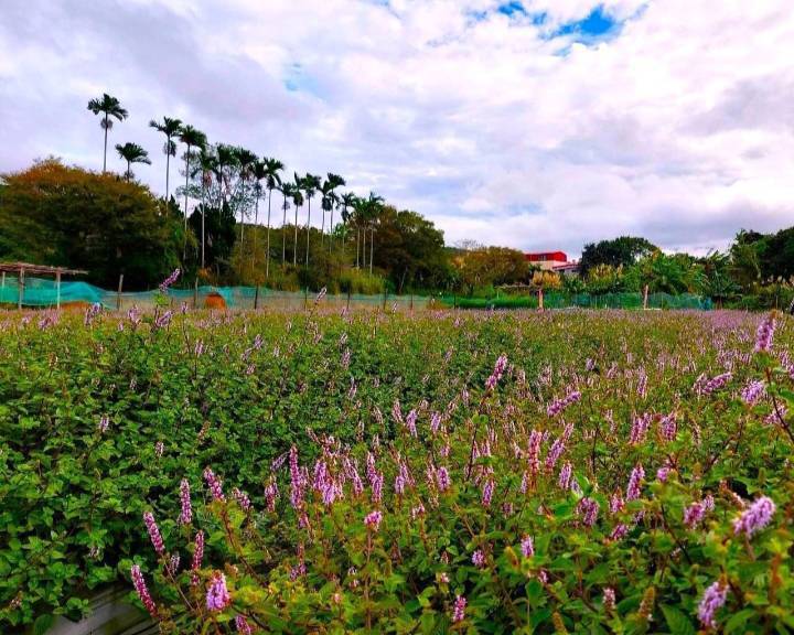 竹縣關西仙草節以紫色浪漫為主題,即將在12月7日盛大登場。(圖/記者黃溎芬拍攝)
