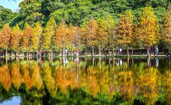 桃園大溪月眉人工濕地落羽松季將到來 歡迎民眾來打卡享受美景