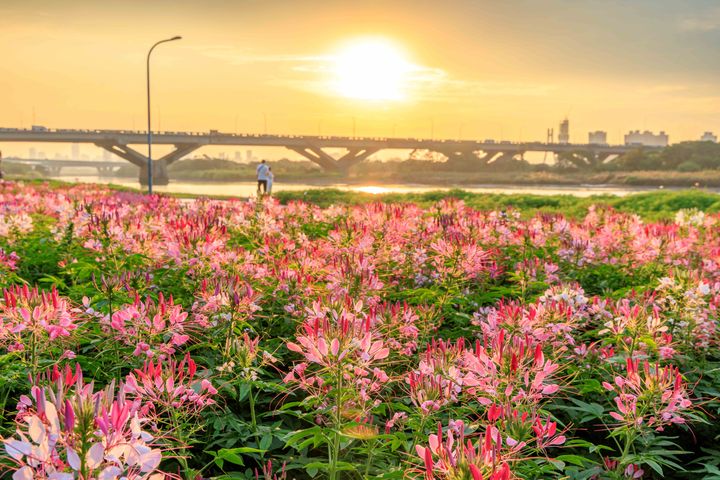 延平河濱花海,以近萬盆醉蝶花作為主設計。 圖:台北市政府工務局水利工程處/提供