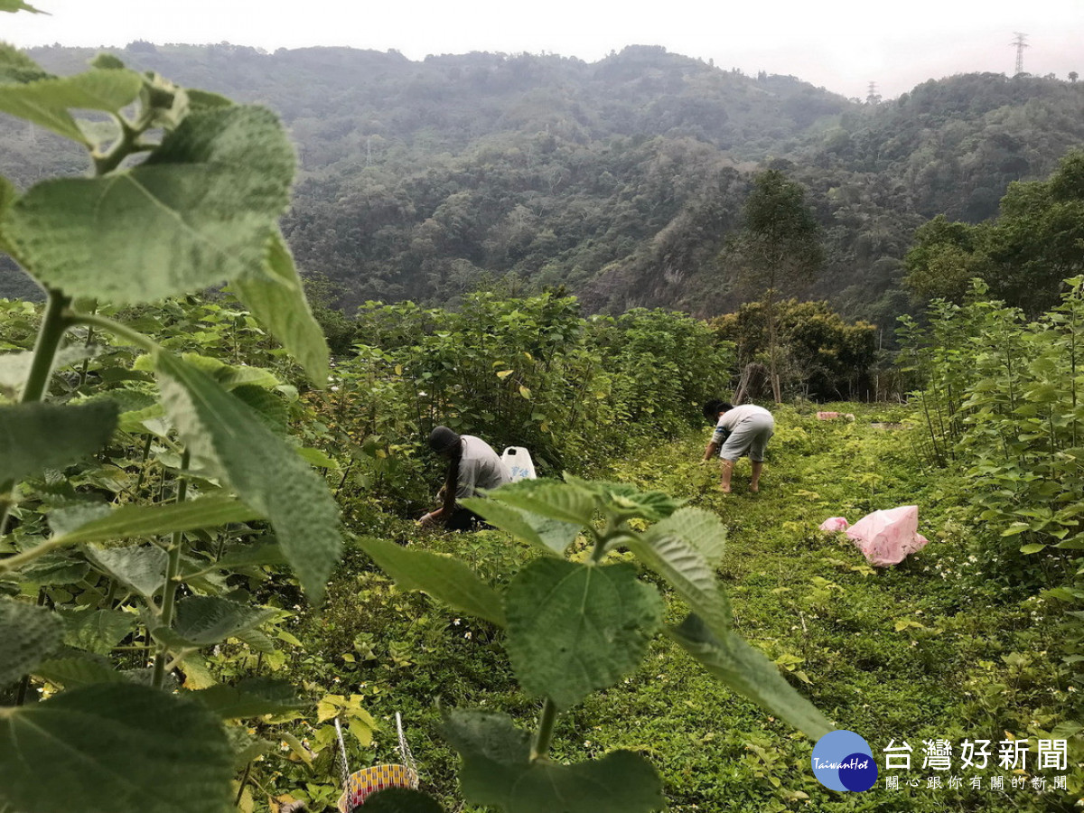 松林社區-種苗保育戶,負責苧麻種苗保育與管理。(圖/林業保育署南投分署提供)