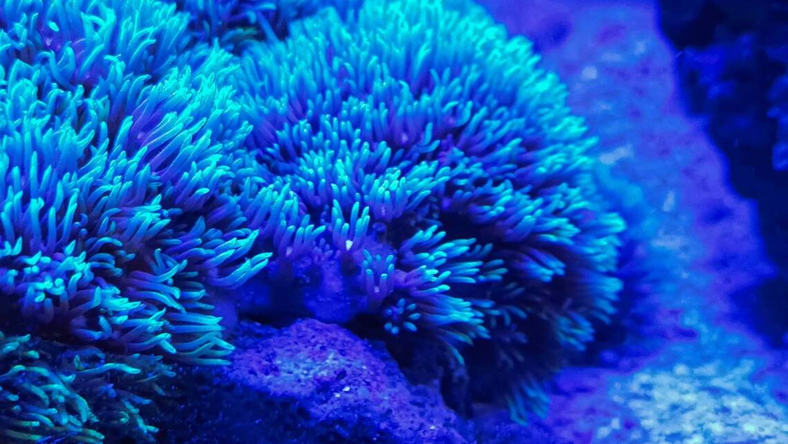 漾新聞|塑膠微粒竟讓珊瑚「骨質疏鬆」！　中山大學最新研究登頂尖期刊