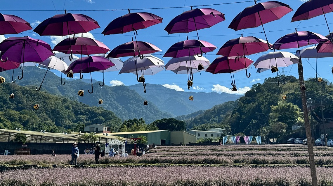 太漂亮了! 獅潭仙草花海12月2日花況(多圖)