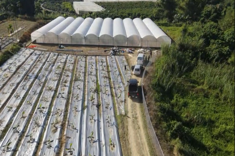 雲檢查獲3公頃溫室大麻場 5嫌羈押禁見 232 雲檢查獲3公頃溫室大麻場 5嫌羈押禁見 231