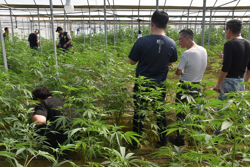 雲檢查獲3公頃溫室大麻場 5嫌羈押禁見 234 雲檢查獲3公頃溫室大麻場 5嫌羈押禁見 233