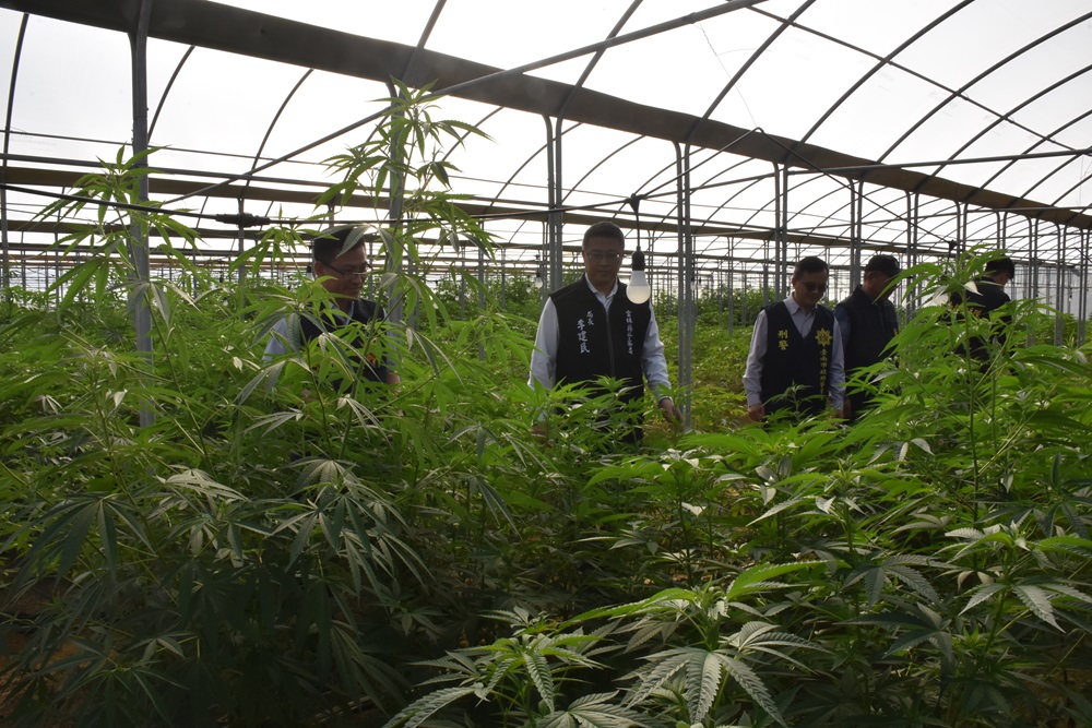 史上最大戶外溫室大麻園 雲林檢警憲查獲市值逾10億元 217 cnews204241204a02