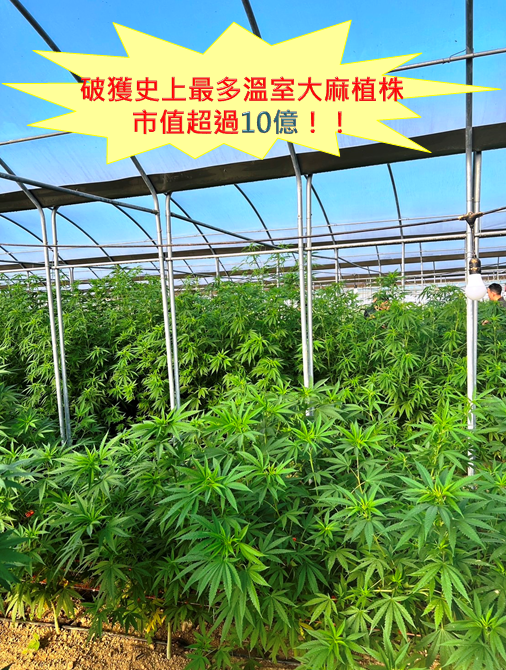 雲林檢警憲破獲溫室大麻製毒場。(圖/記者葉子綱翻攝)