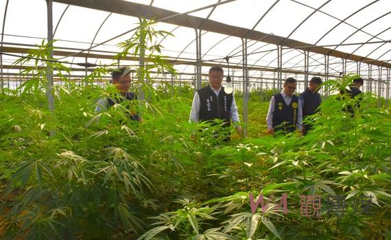 (有影片)/雲林檢警憲聯手破10億大麻園 史上最大溫室種植場曝光5人羈押