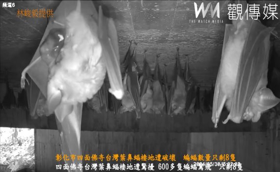 (有影片)/彰化市四面佛寺台灣葉鼻蝠棲地遭破壞 蝙蝠數量只剩8隻