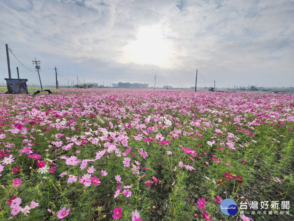 12月嘉義市很精彩 黃敏惠邀您一起來+1
