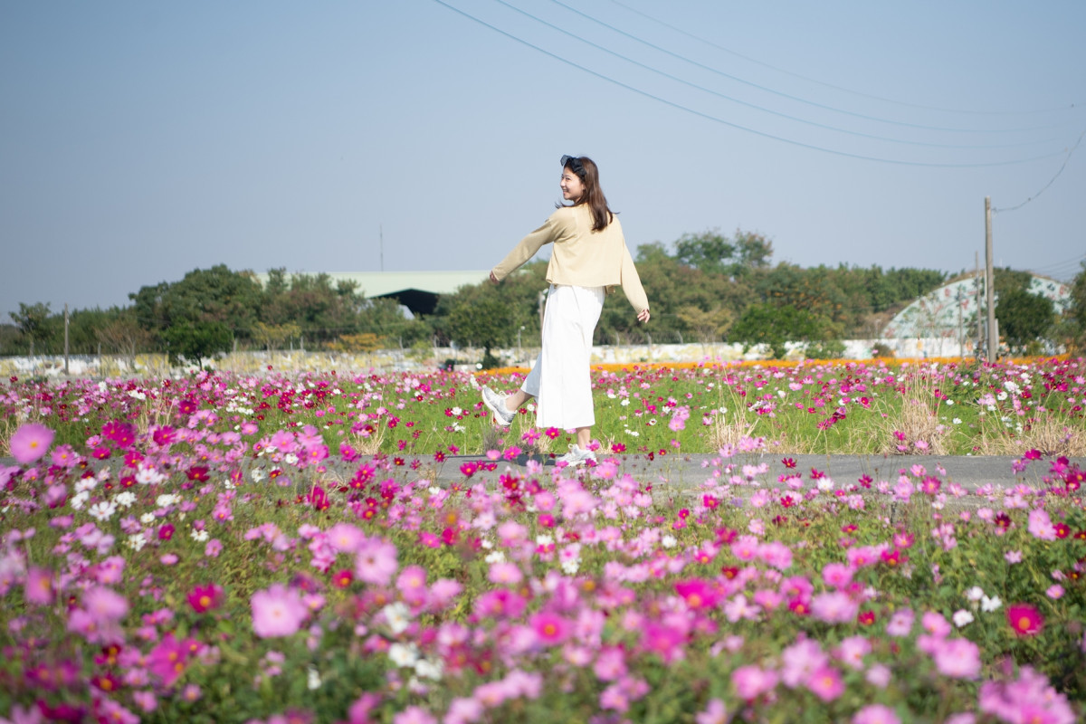嘉義市花海節12/14登場,花況佳盛開約7成/嘉義市府提供