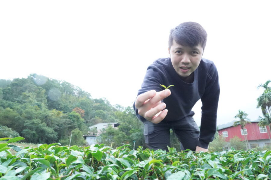 圖/31歲的茶王鐘御瑋,與父親鐘文慶協力復興家族傳承五代的茶園 。(新北市政府農業局提供)