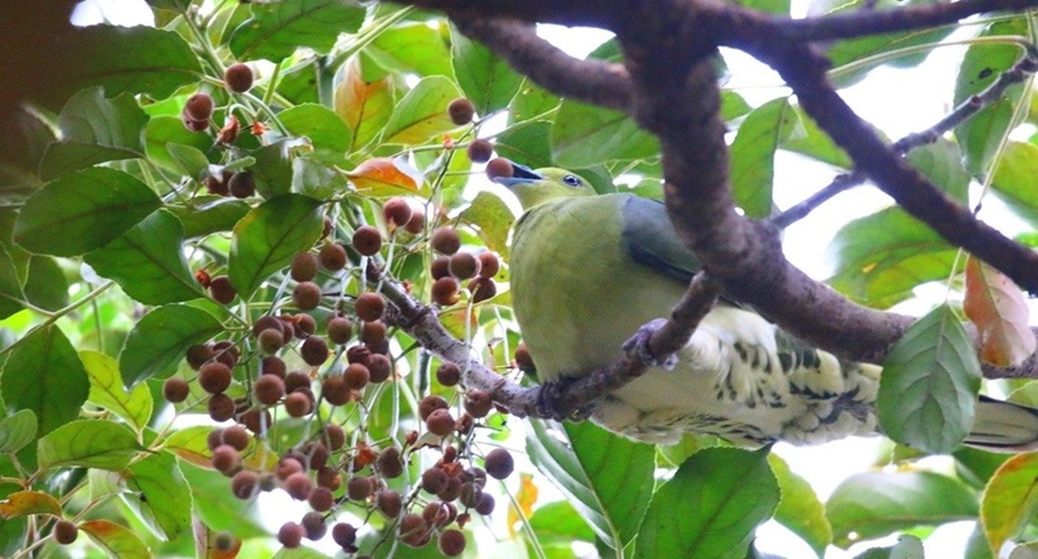 開飯囉! 公園苦楝、烏臼結實 侯鳥來報到