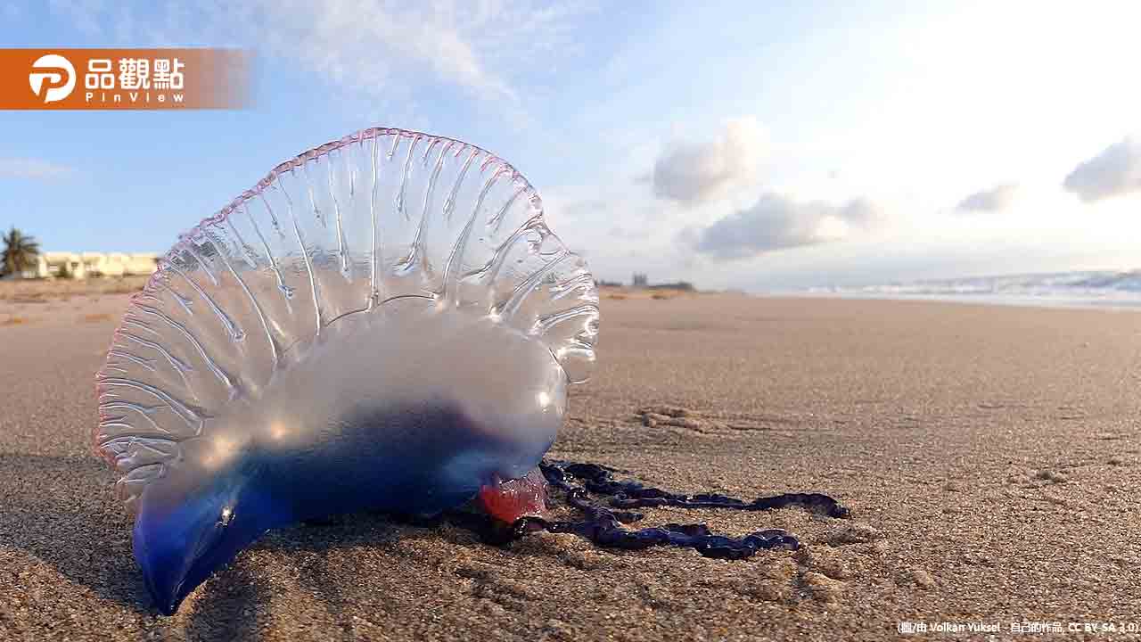 花蓮撿漂流木要注意！海岸驚見「劇毒僧帽水母」嚴重恐致死