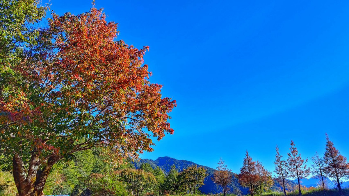 陸續轉紅的紅榨槭，小雪山區域(林正智攝)。