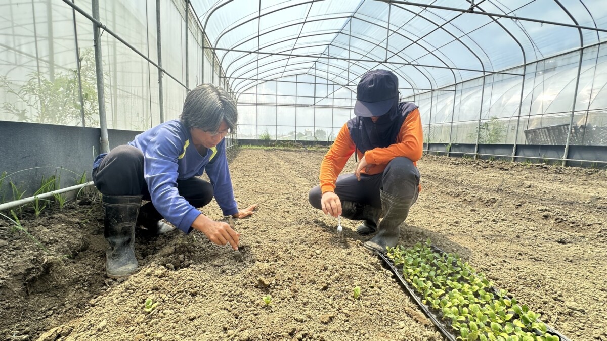 ▲蓮心園季節蔬菜箱是庇護農藝工場員工親手栽種且無毒。（記者 陳聖璋翻攝）