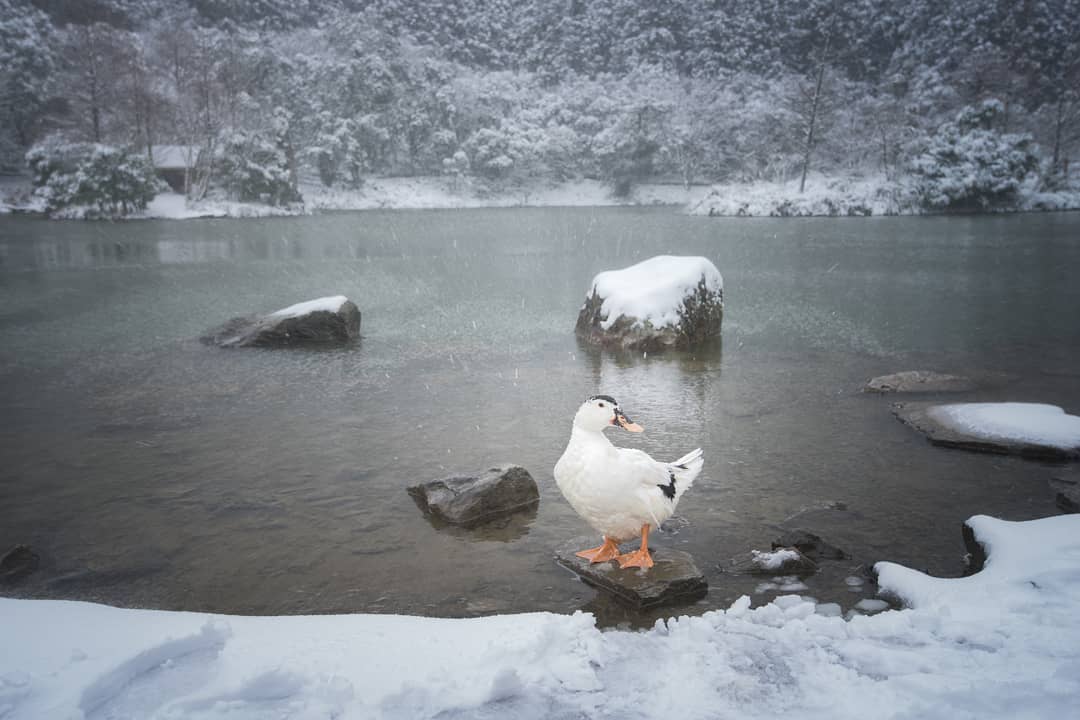 全台賞雪勝地|明池國家森林遊樂區|一起等待初雪降臨