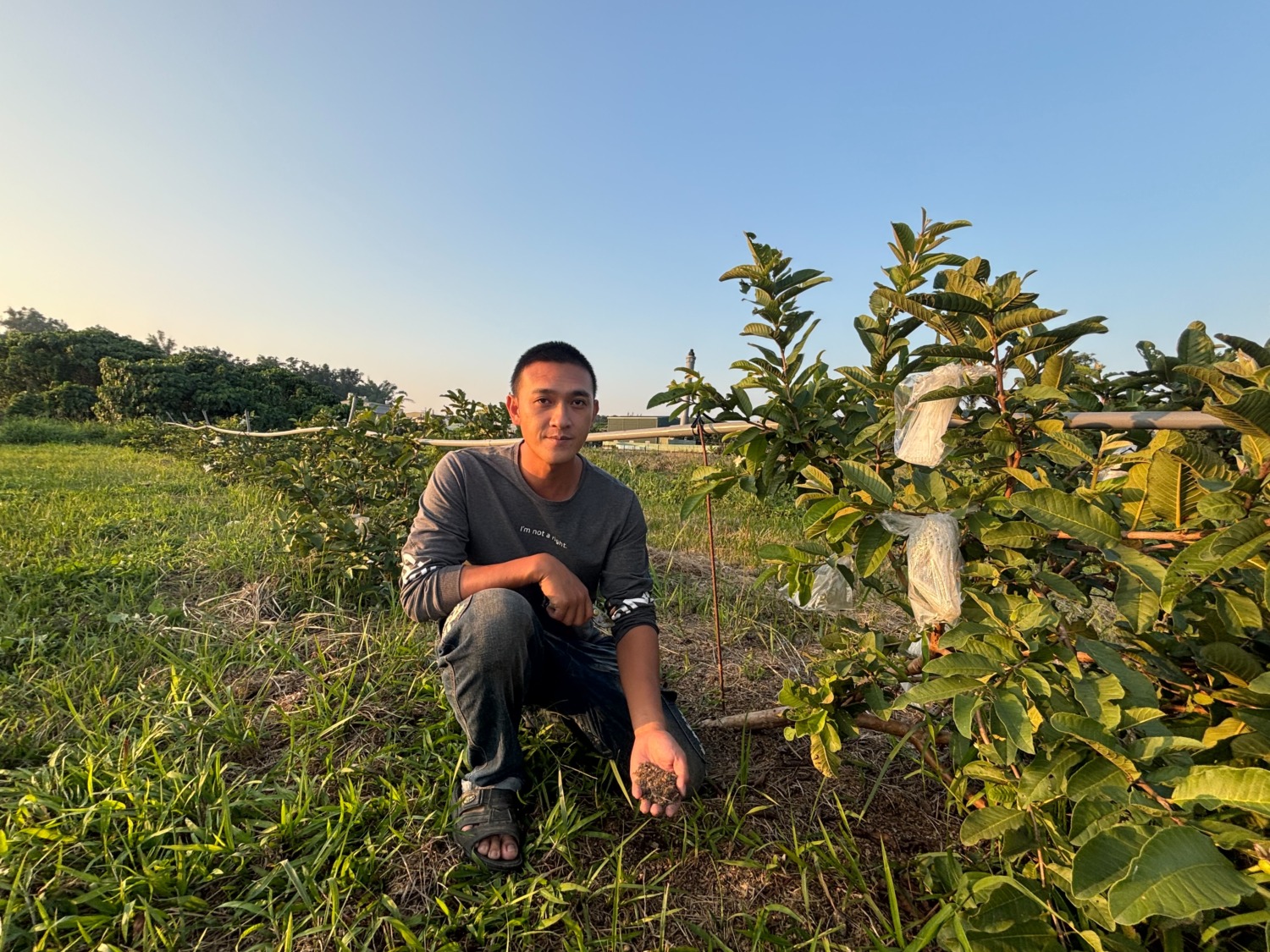 大樹青農陳家瑋友善農法 打照自有品牌 開創頂級芭樂市場