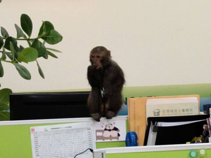 辦公室打卡上班?台灣獼猴趴趴走 桃園農業局已捕獲 72 433020 0