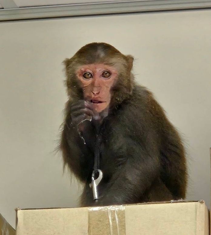 辦公室打卡上班?台灣獼猴趴趴走 桃園農業局已捕獲 74 433018