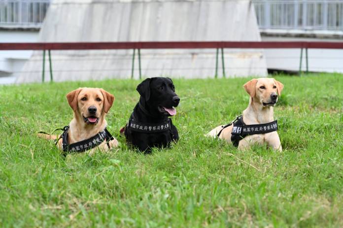 【有片】桃園警犬隊正式成軍 協助緝毒偵蒐、反恐防爆 83 S 17801308 0
