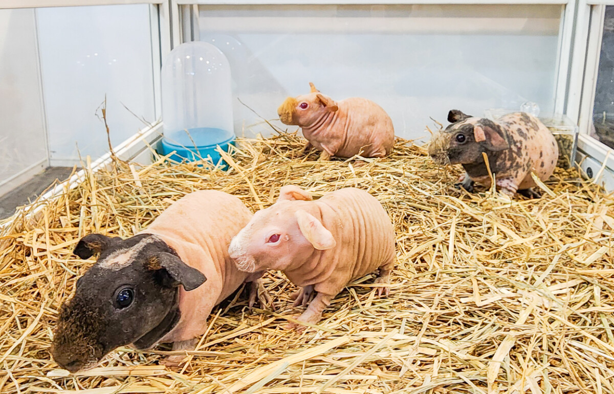 ▲今年特別進駐「MINI ZOO」，打造富有教育意義且療癒的動物奇幻世界，讓你更了解水豚、狐獴、笑笑羊、侏儒羊、大嘴鳥、無毛天竺鼠等動物的習性與特點。（圖/記者黃淑貞攝）