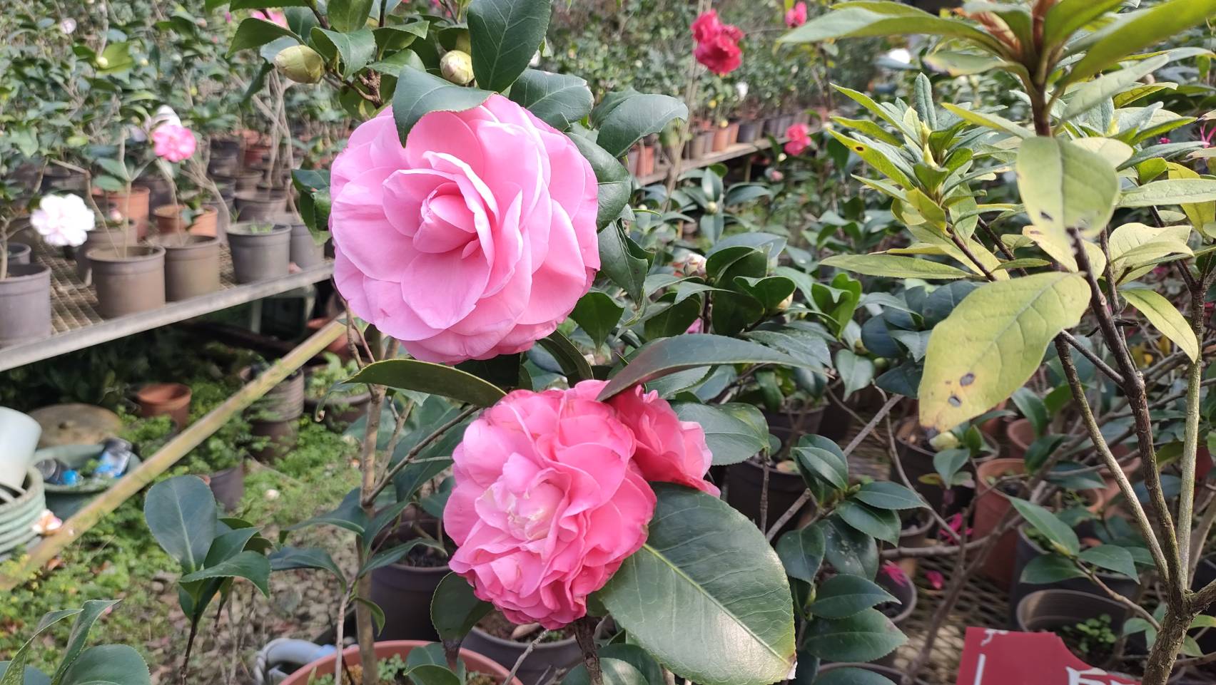 茶花園內處處都是風姿綽約的茶花,千嬌百媚。(圖/記者黃溎芬翻攝)