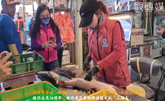 (有影片)/冷氣團發威 捕獲2500尾「正頭烏」肥美入港 年終獎金到手