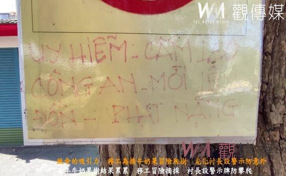 (有影片)/致命的吸引力 移工為摘牛奶果冒險爬樹 光化村長設警示防意外