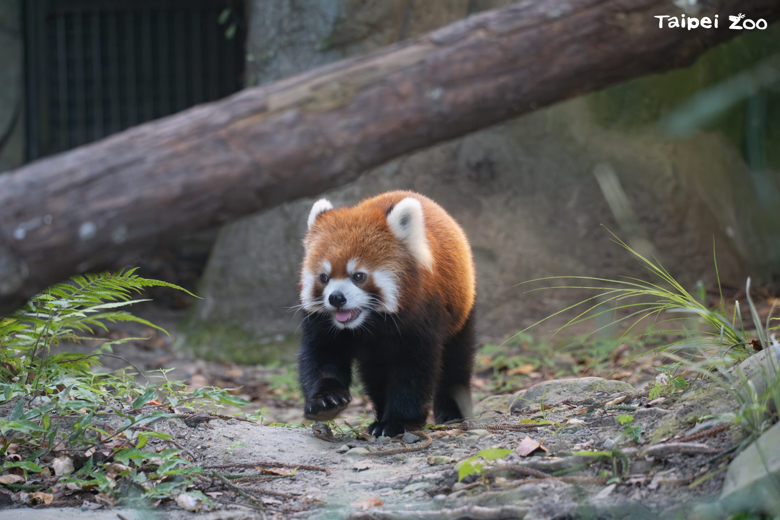 臺北上海雙城論壇 小貓熊黑腳企鵝動物交流有譜