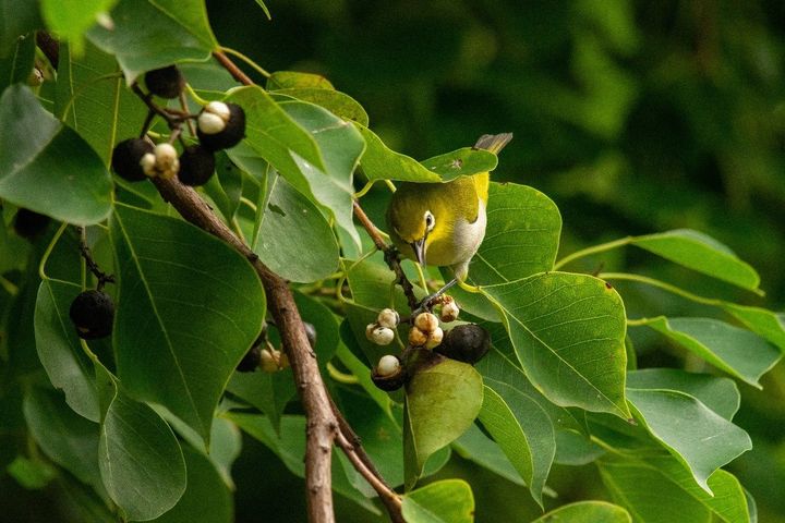 開飯囉！公園苦楝、烏臼結實 侯鳥來報到 