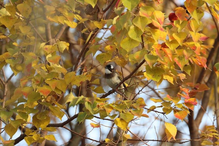 開飯囉！公園苦楝、烏臼結實 侯鳥來報到 