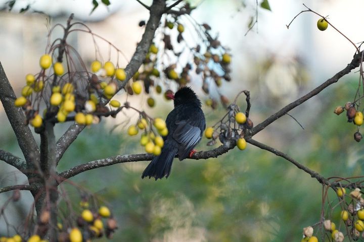 開飯囉！公園苦楝、烏臼結實 侯鳥來報到 