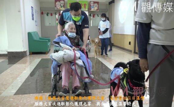 (有影片)/療癒!服務犬首度進駐彰化護理之家 長者重拾往日溫情