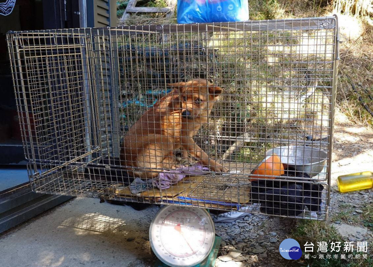 嘉畜所推測黃色浪犬應是民眾山區旅遊就地棄養或走失犬隻/嘉畜所提供