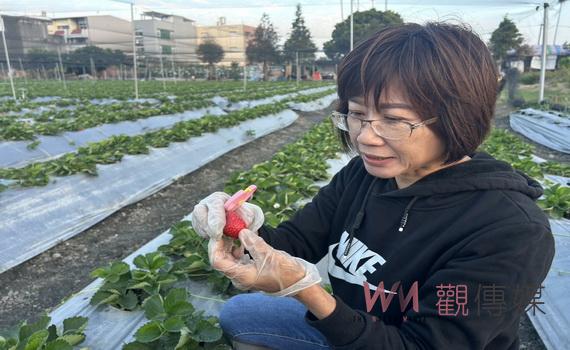 補教女王陶子姊姊黃璿芸返樸歸農闢起優鮮草莓一片天 以安全栽種打破草莓用藥過重的迷思