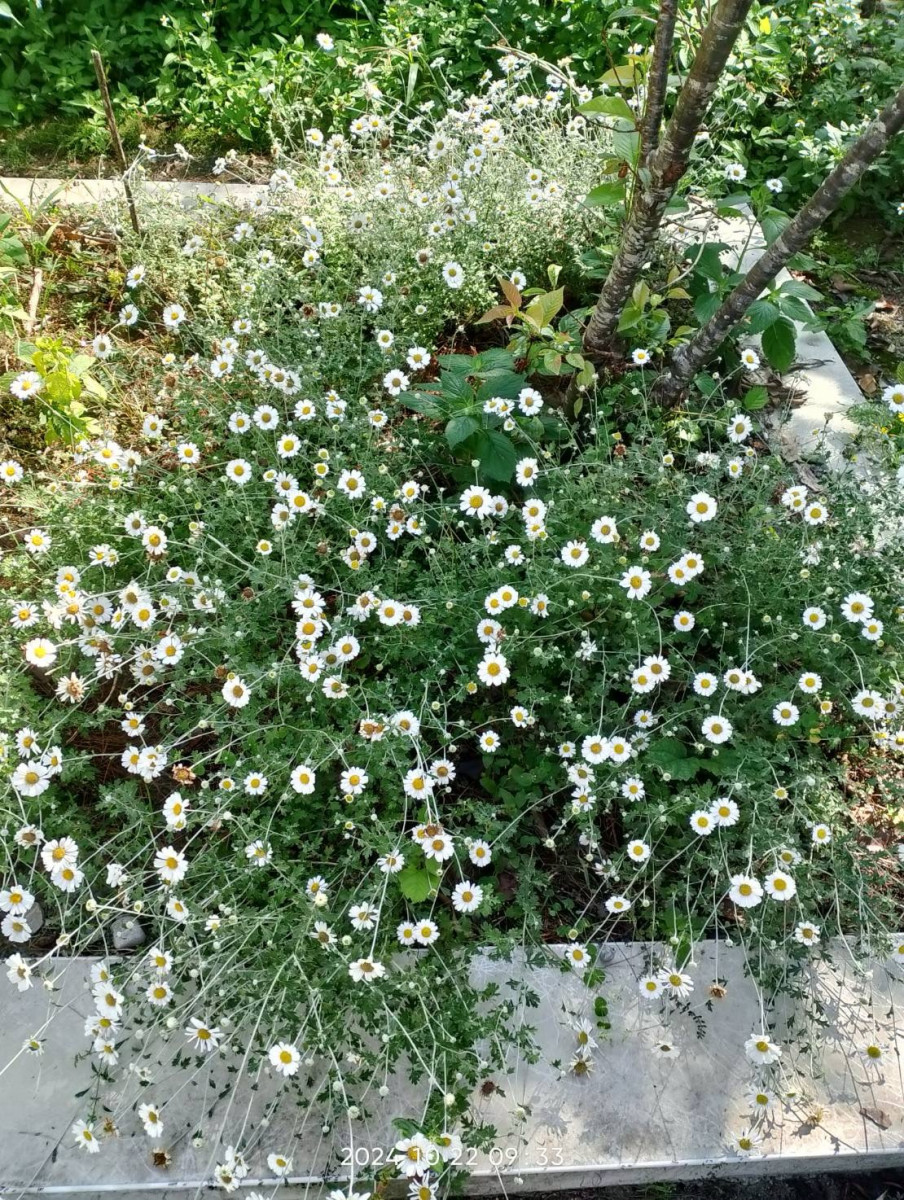 本土極危等級受威脅植物蓬萊油菊,首度在原生分布以外區域亮相。
