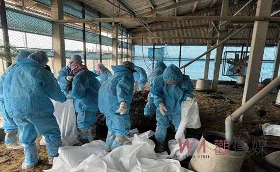 秋冬防疫警戒　東勢鄉1土雞場確診禽流感  雲林縣動植物防疫所已完成撲殺銷毀作業