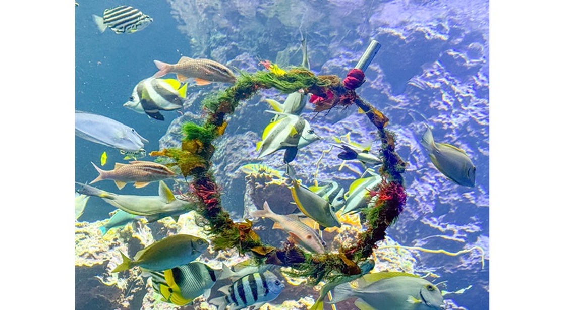 屏東海生館海洋聖誕味濃厚 水下聖誕花圈吸引魚兒搶食
