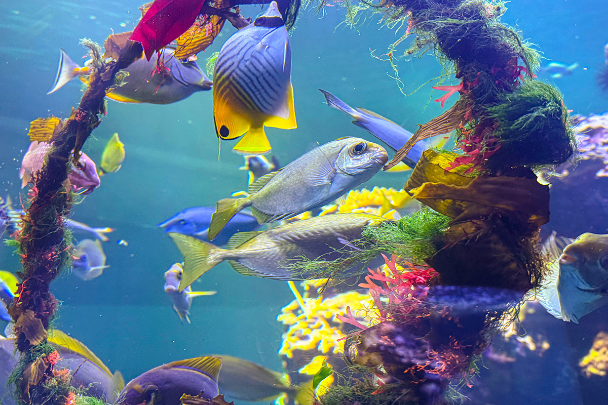 屏東海生館打造海洋聖誕派對 魚群搶食聖誕花圈超吸睛