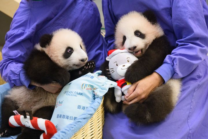 香港海洋公園節日氣氛高漲 大熊貓與眾動物大使一同歡度佳節 