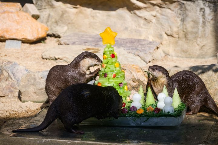 香港海洋公園節日氣氛高漲 大熊貓與眾動物大使一同歡度佳節 